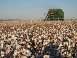 Cotton picker